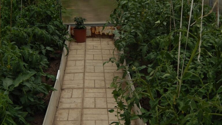 How to Start a Vegetable Garden in Small Spaces